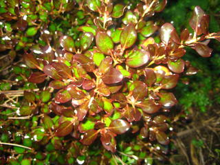 4/9 - Coprosma