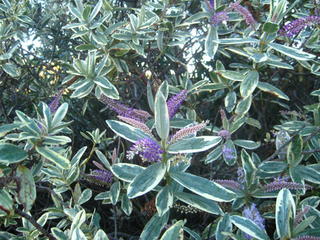 21/29 - Hebe andersonii variegata