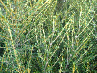 42/5 - Olearia solandri