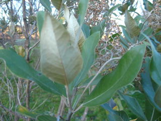 42 - Olearia avicenniaefolia