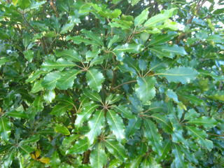 33 - Pseudopanax arboreus