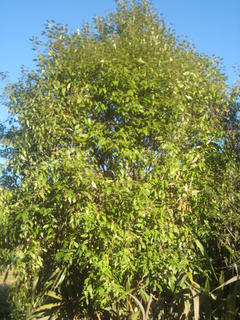 18 - Lacebark (Hoheria populnea)