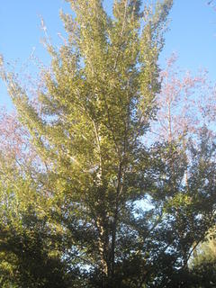 27 - Red Beech (Notho fusca)