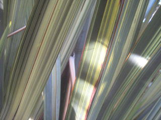 15/4 Flax (Varigated)