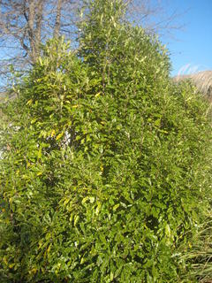 28/3 Lemonwood (Pitto eugenioides)