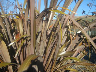 15/1 - NZ Flax (Purple)