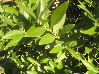 26 - Whiteywood (Mahoe)