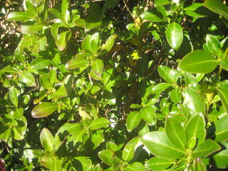 4 - Coprosma robusta