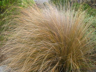 20/9 - Red tussock (C rubra)