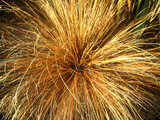20/15 - Carex buchananii