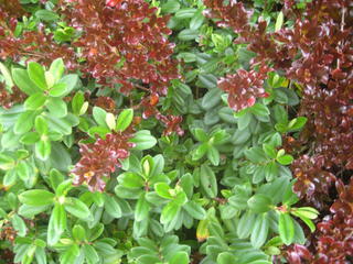 Contrasting colours