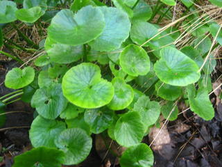 55 - Ranunculus
