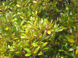 Coprosma (Golden)